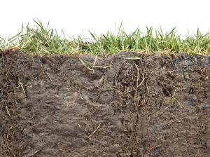 Profile of agricultural soil