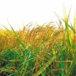 ploughing and tilling for cereals Sowing durum wheat-type cereals, type of agricultural tasks
