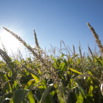 Agricultural work with maize Fertilization and irrigation for maize